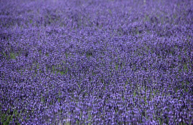 Lavender