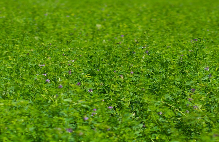 How to Find the Best Quality Alfalfa Herbal Supplements