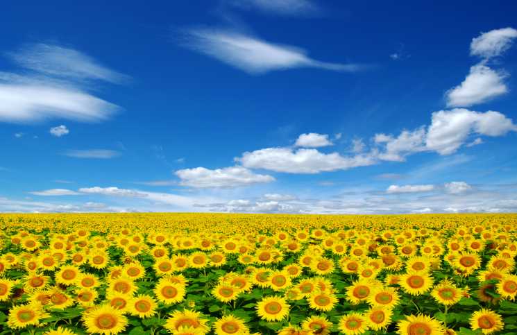 Sunflower Lecithin: The World’s Best Brain Supplement and More!