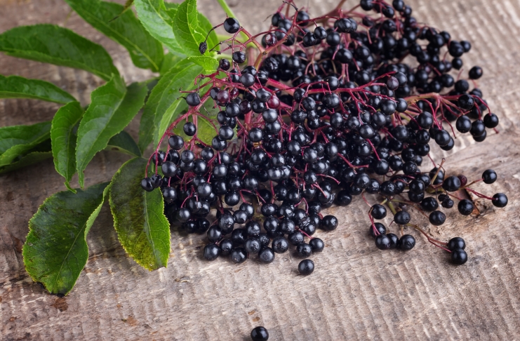 Best Elderberry Herbal Supplements