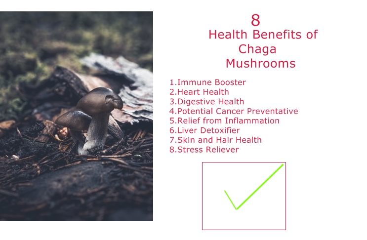 Best Chaga Supplement