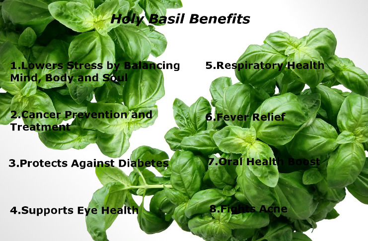 8 Benefits of Holy Basil