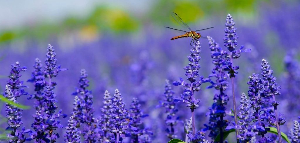 Luxurious Lavender: The Many Benefits of Lavender Essential Oils